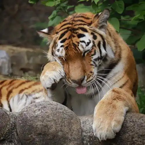 吸到昏迷!小老虎就是最可爱的!