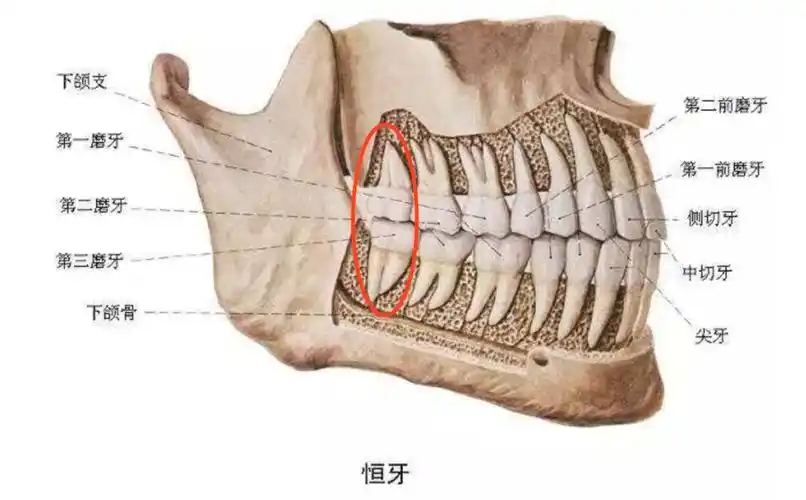 智齿是长在牙槽骨最里面的第三磨牙,差不多要到成年的时候才会慢慢萌