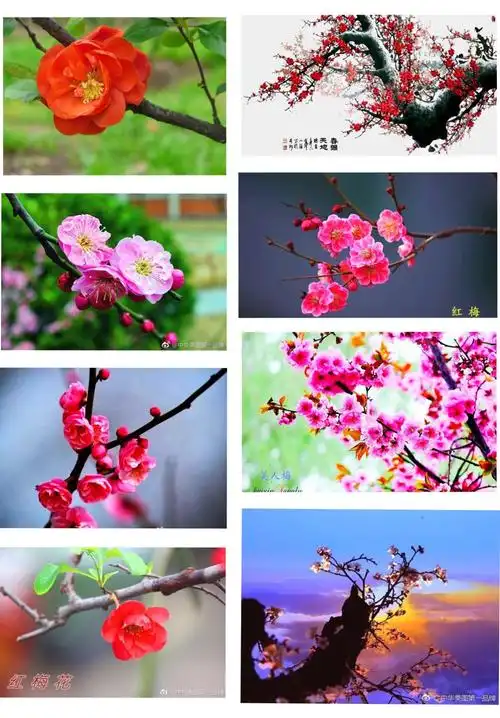 名花影像宝典 · 候选国花一牡丹 梅花