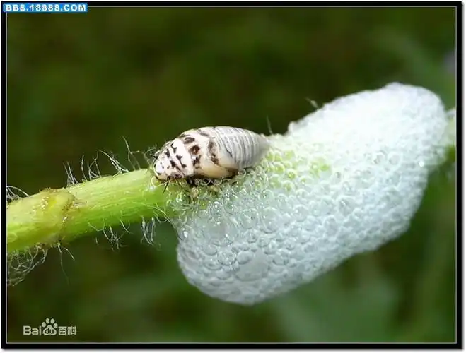 百度的网友们早上好,请问这乳白色的是什么?