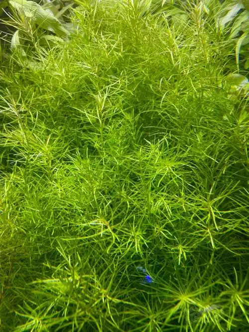 古巴叶底红十字牛顿细叶牛顿南美艾克福利