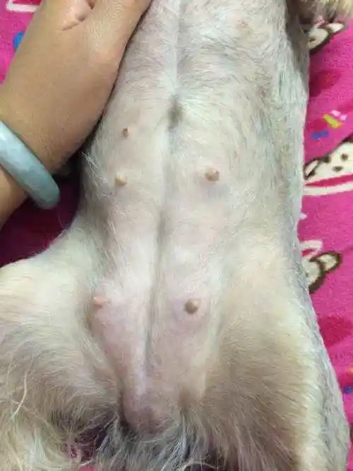 什么假孕?母犬假孕是什么样的?_网易订阅