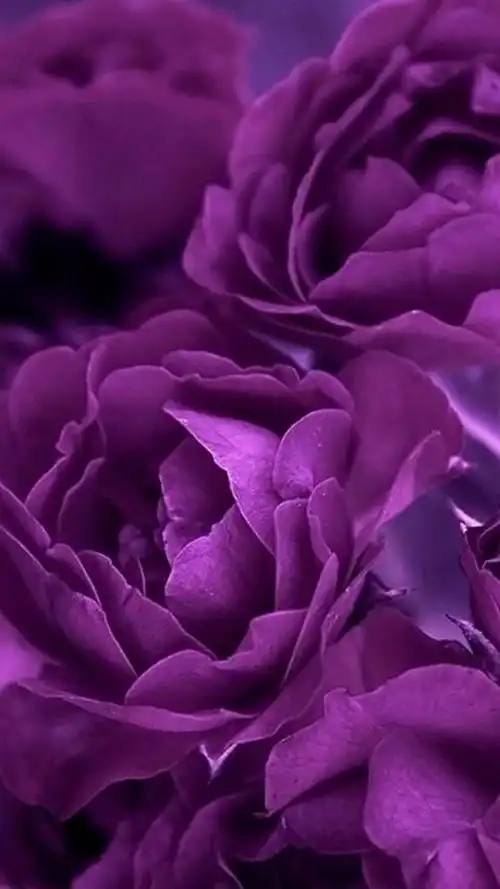 梦幻花朵紫色系