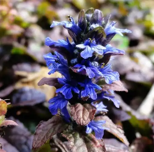 匍匐筋骨草匍匐筋骨草的功效与作用