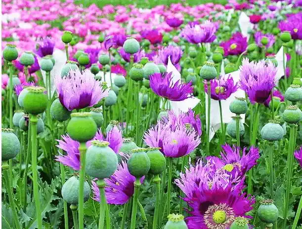 罂粟花高清大图