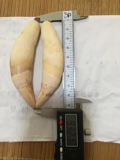 谁知道可以帮我看看,那个是正品老虎牙