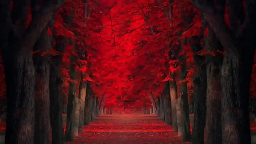 红叶,树林,道路,唯美风景桌面壁纸