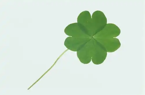 无人,横图,室内,特写,白天,正面,自由,一片,蓝色背景,四叶草,幸运草