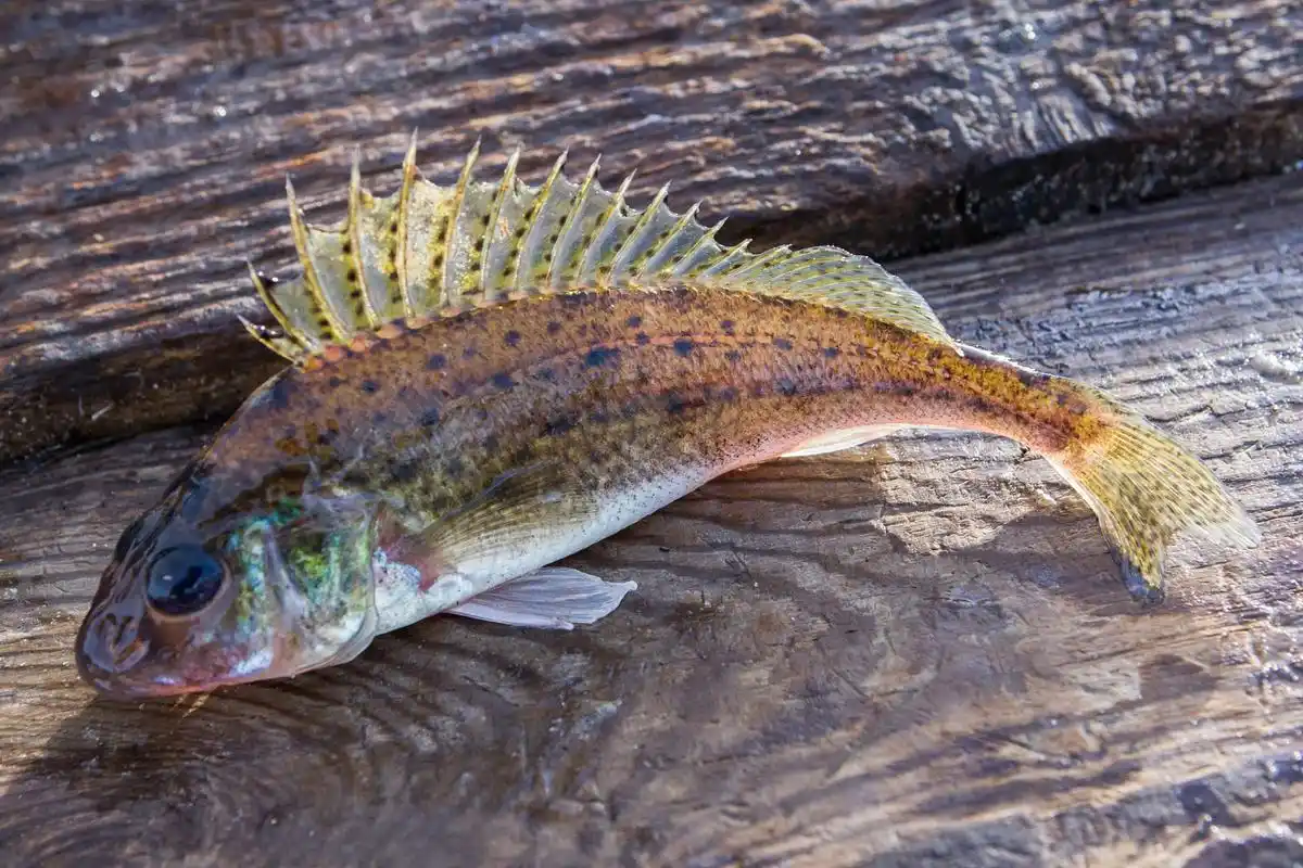 购买时选择新鲜的小青龙鱼,注意观察鱼腹部的状况.