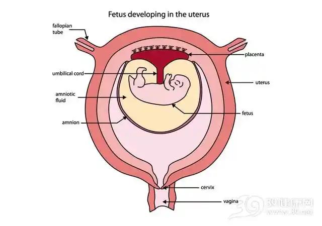 怀孕6个月,肚子却突然增大!究竟是怎么回事?