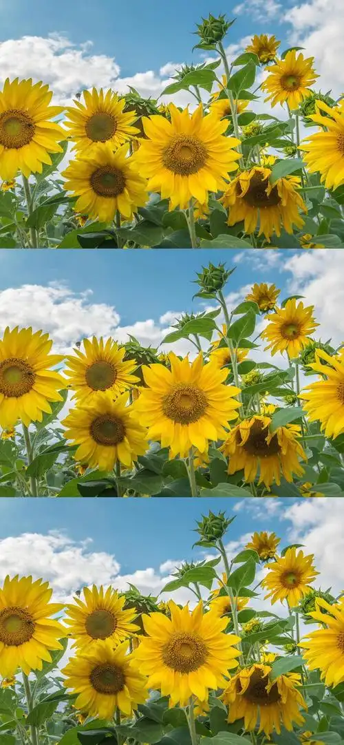 生活明朗 - 堆糖,美图壁纸兴趣社区