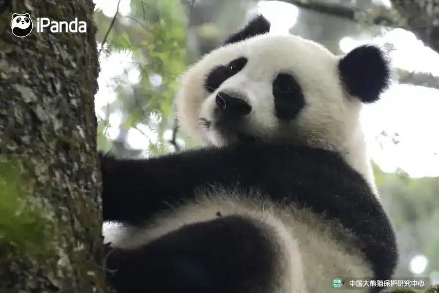 野放的滚滚.#大熊猫 映雪.这宝贝看照片就感觉女汉子气息扑面 - 抖音