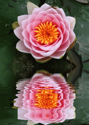 各类动态壁纸图集