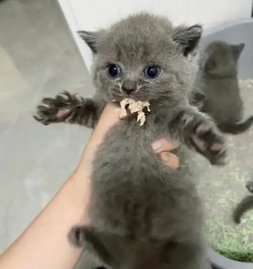 蓝猫幼猫活体小猫咪幼崽