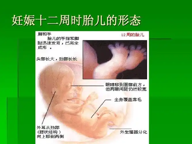 妊娠十二周时胎儿的形态