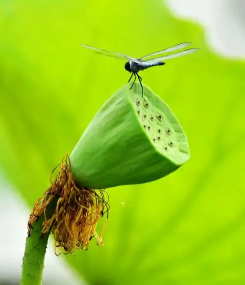 昨天莲花池公园,晚夏的荷花上蜻蜓. 留下美好的记忆!