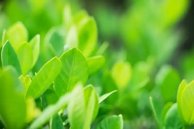 简便实用的小技巧,帮你在新房消除甲醛