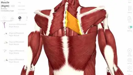 功能解剖|大小菱形肌
