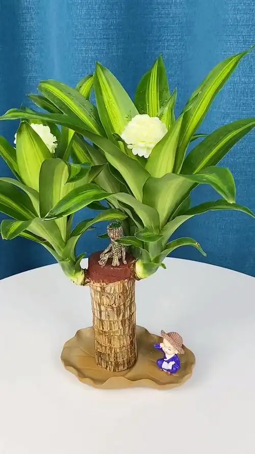 巴西木又叫幸运木,传说一旦开花你就遇到幸运的事情哟