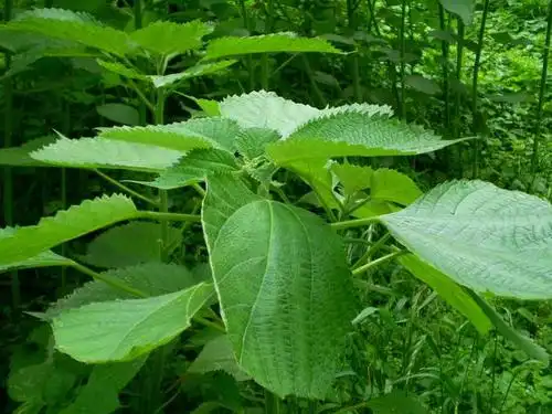 苎麻图片 苎麻野菜图片