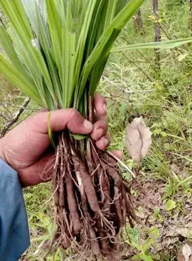 贵州苗家野生仙茅独脚茶泡酒淫羊藿