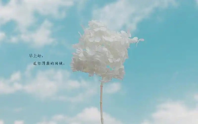 唯美清新的小花小草清晨早安文字壁纸图片早安早上好图片小清新带字
