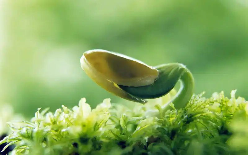 壁纸绿色植物嫩芽