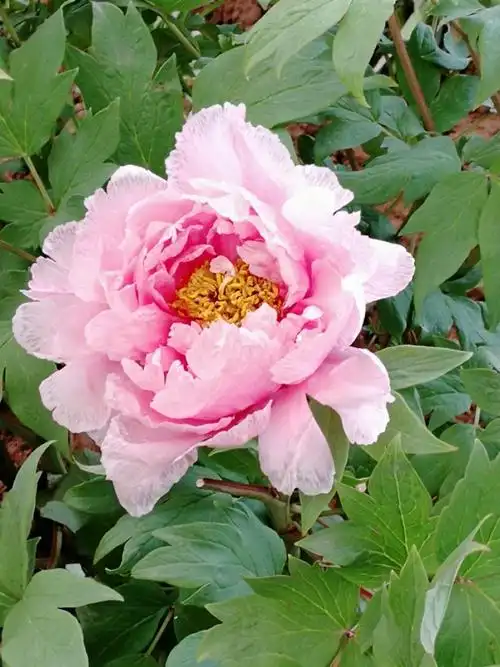 唯有牡丹真国色,花开时节动京城 - 美篇