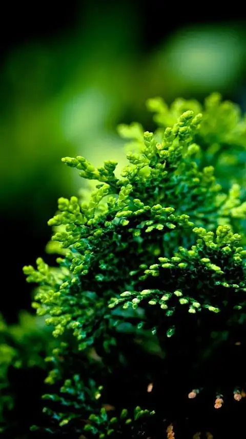 首页 手机壁纸 植物 小清新绿色植物护眼手机壁纸 480_854竖版 竖屏