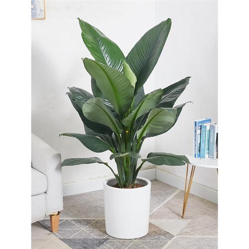 绿巨人室内盆栽 大叶植物 大型客厅阳台净空气除甲醛易养活绿植
