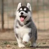 高清微信头像图片哈士奇【点击鼠标右键下载】