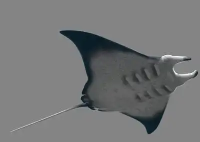 写实鳐鱼蝙蝠鱼魔鬼鱼海洋动物蝠鲼