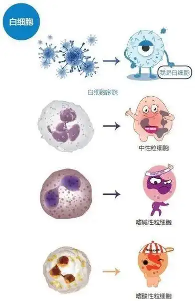 红细胞|血细胞|血小板|白细胞|祖细胞_网易订阅