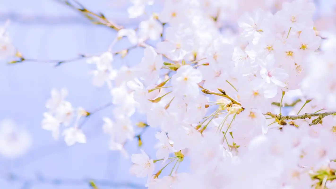 粉色樱花唯美图片桌面壁纸高清大图预览1920x1200_植物壁纸下载_美桌