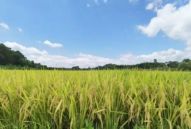 安顺营运管理中心盛夏的稻田