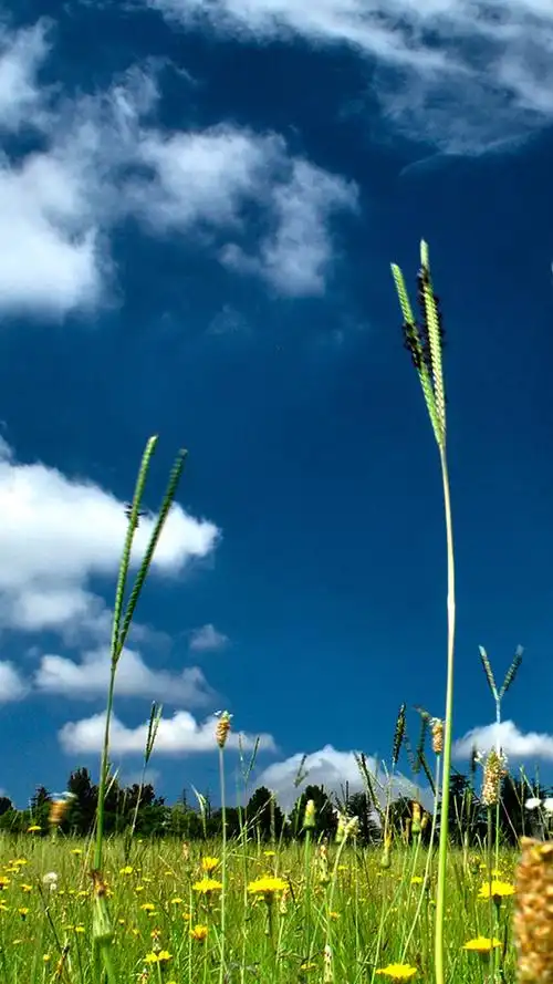 迷醉的风景手机壁纸_华为u9500壁纸