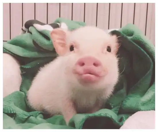 心理测试下面4只小猪哪只最可爱测你2021年福气有多大