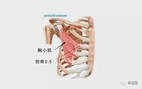 深入剖析这三块肌肉,远离肩背问题(干货分享)|前锯肌|菱形肌|胸小肌