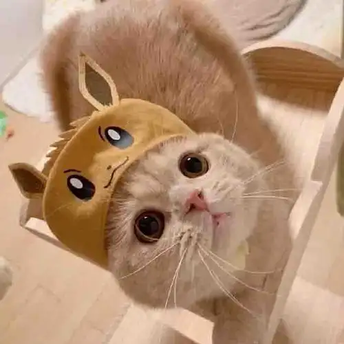 呆萌可爱小猫咪头像