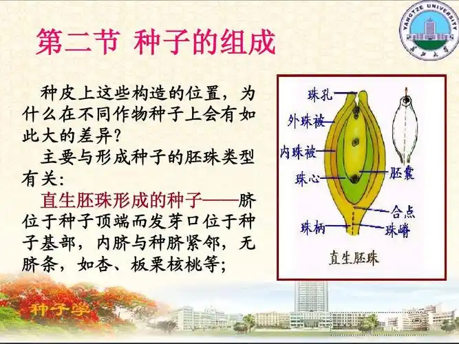 主要与形成种子的胚珠类型 有关: 直生胚珠形成的种子——脐 位于
