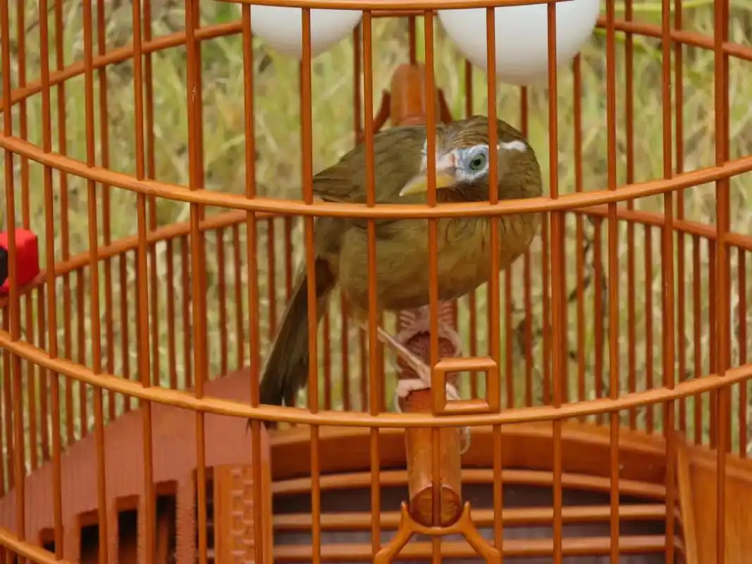 鸟笼鸟具 #养鸟 #笼中鸟 #画眉鸟 - 抖音