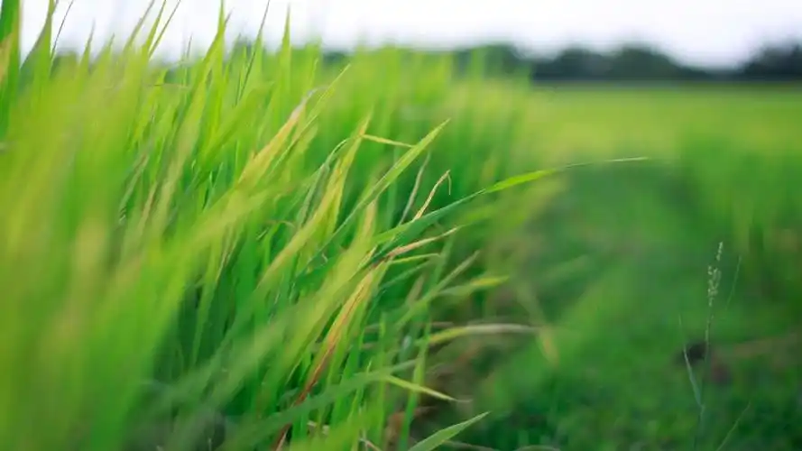 绿色护眼清新大自然,高清壁纸图片,植物绿叶-回车桌面