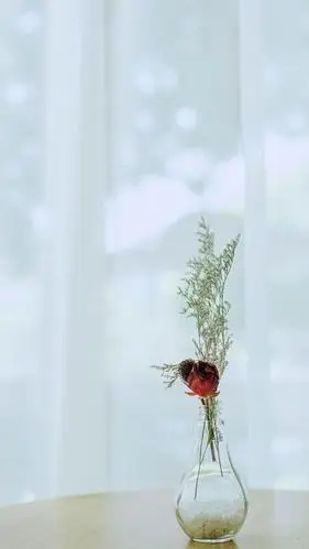 小清新治愈系静物