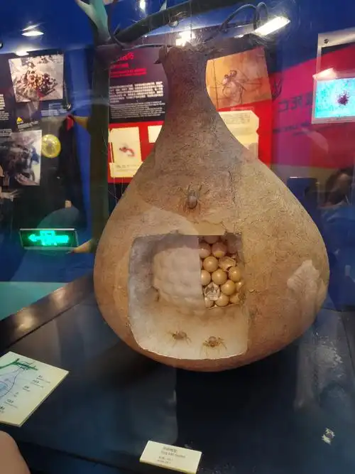 蜘蛛的卵袋--依稀记得小时候遇到过这个东西 好神奇