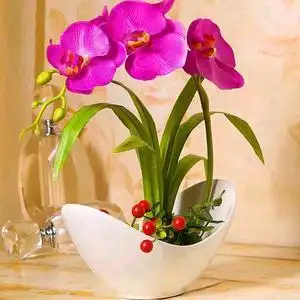 花好月圆 2021年头像