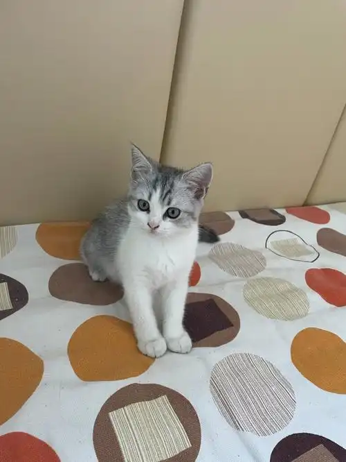 请问这是英短美短