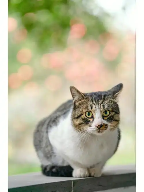 可园的大狸白9张全