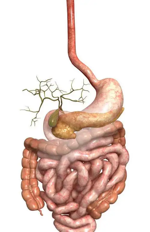 内脏,肝脏,胰腺,动脉,静脉,胆囊,无人,竖图,插画,室内,白天,白色背景