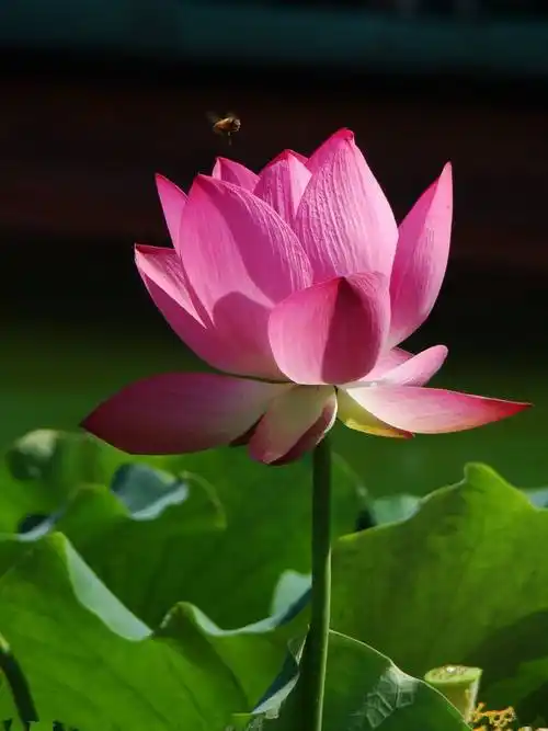 我是佛前那一朵莲唯美句子