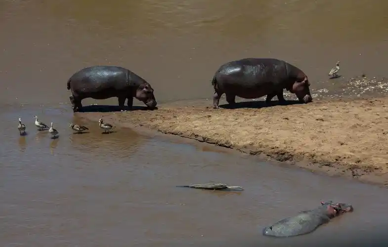 刚从马拉河上起水的河马